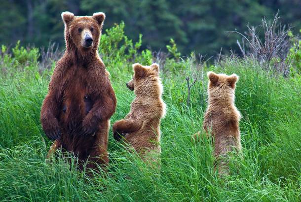 Grizzly bears - Alaska - North America Tours - On The Go Tours