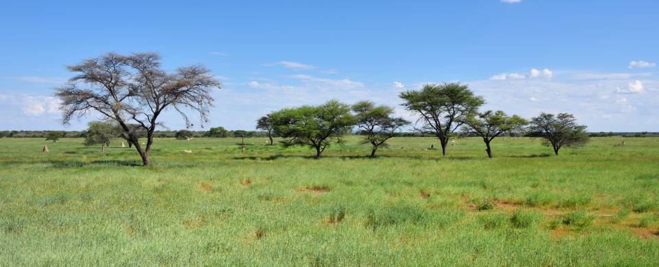 The beautiful, grassy landscape of the region surrounding Grootfontein