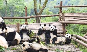 Group of Pandas in Chengdu Research Breeding Centre
