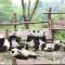 Group of Pandas in Chengdu Panda Breeding & Research Centre | China
