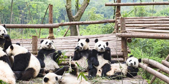 Group of Pandas in Chengdu Panda Breeding & Research Centre | China