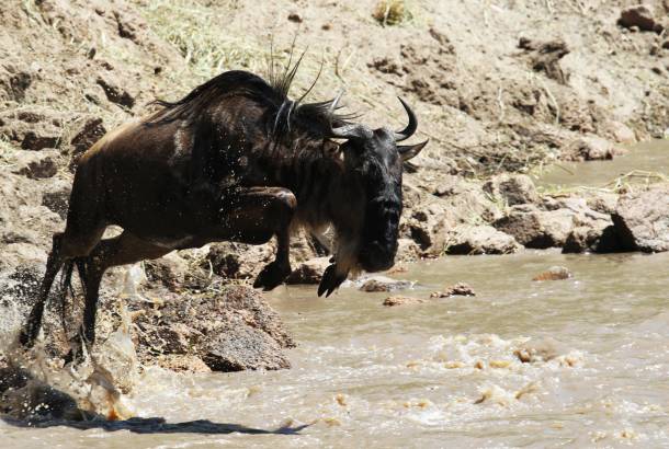 Grumeti River Crossing - Africa Overland Safaris - Africa Lodge Safaris - Africa Tours - On The Go T