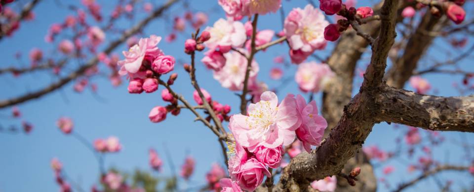 Stunning pink blossom in Gwangyang