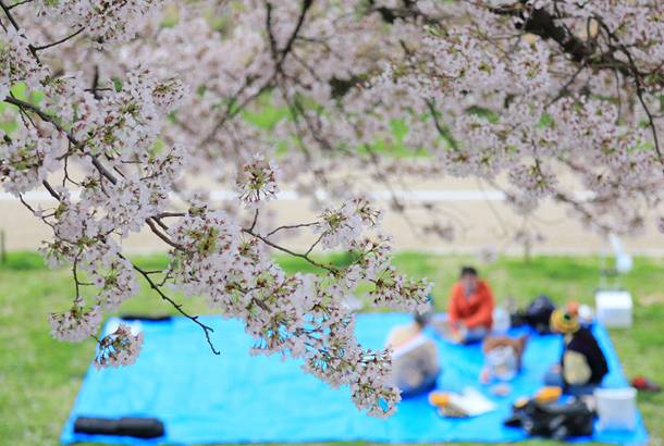 Hanami like a local - Cherry blossom in Japan - On The Go Tours