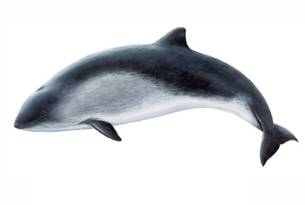 Harbour porpoise illustration - copyright Jón Baldur Hlíðberg