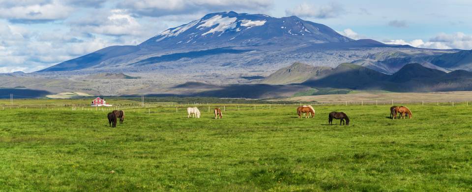 Horses grazing in front of the Helka stratovolcano near Hella