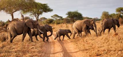 Herd of Elephants- Africa Overland Safaris - Africa Lodge Safaris - Africa Tours - On The Go Tours