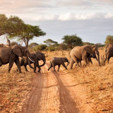 Herd of Elephants- Africa Overland Safaris - Africa Lodge Safaris - Africa Tours - On The Go Tours