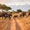 Herd of Elephants | African Safaris | Africa