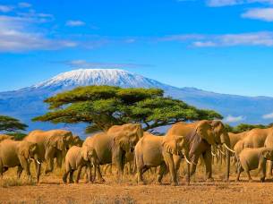 Herd of african elephants and snow capped Kilimanjaro mountain in Tanzania