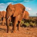 Elephant standing in lush green landscape in Tarangire National Park