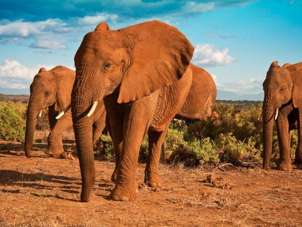 Elephant standing in lush green landscape in Tarangire National Park