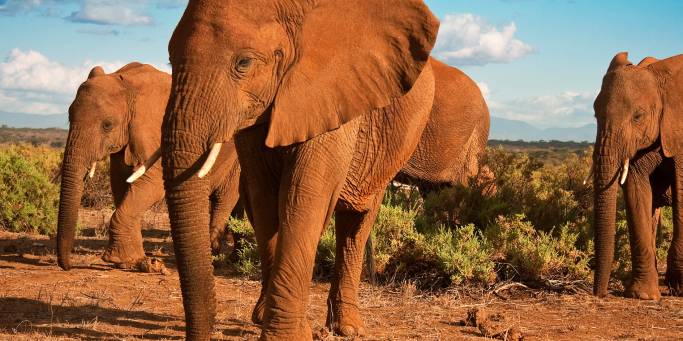 Herd of Elephants | Africa Safaris | Africa
