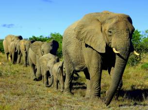 Herd of elephants in Pumba Game Reserve