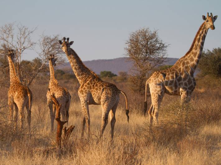 Herd of giraffes - Madikwe