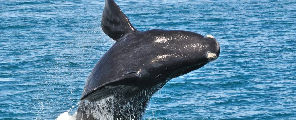 Whale breaching in the bay at Hermanus
