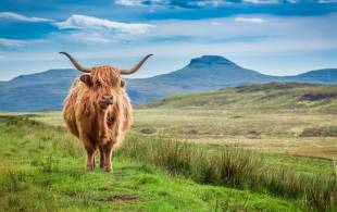 Highland cow - scotland