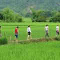 Lush green scenery stretching out to meet towering mountains in Mai Chau