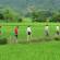 Hiking in the Rice Paddies Mai Chau