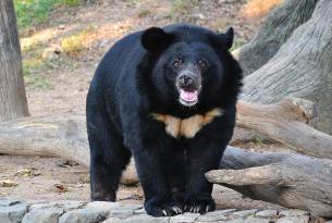 Himalayan black bear - India - On The Go Tours