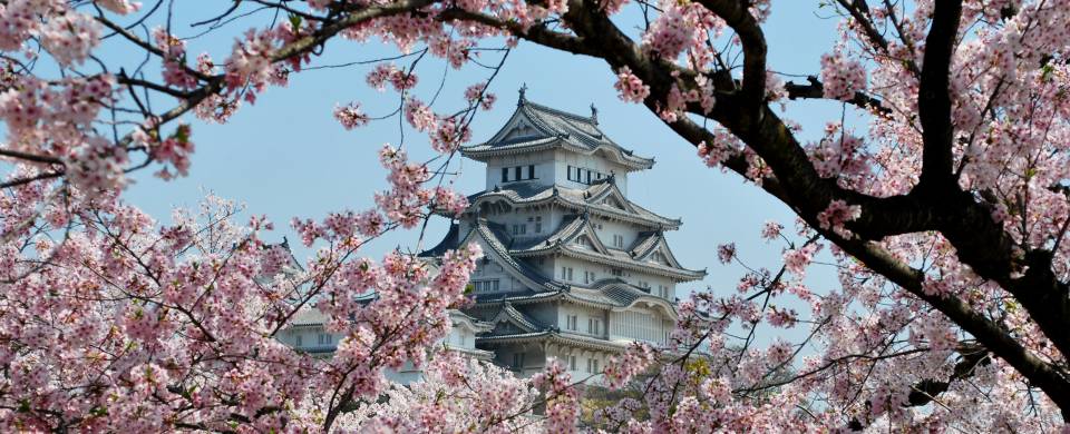 Himeji Castle, a World Heritage site, surrounded by cherry blossoms