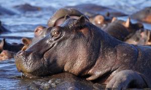 Hippo in Chobe - Botswana - On The Go Tours