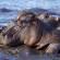 Hippo in Chobe - Botswana - On The Go Tours