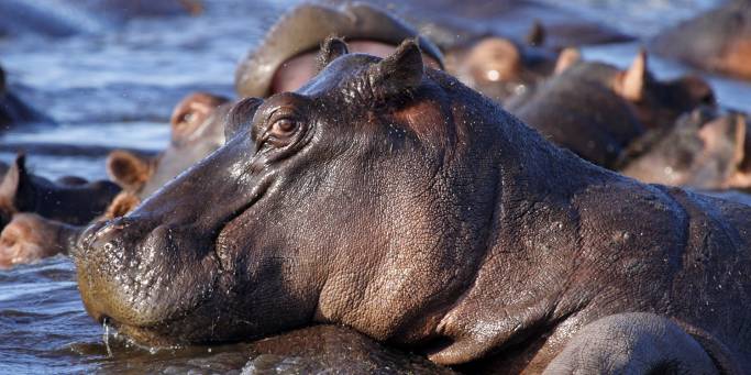 Hippo in Chobe | Botswana