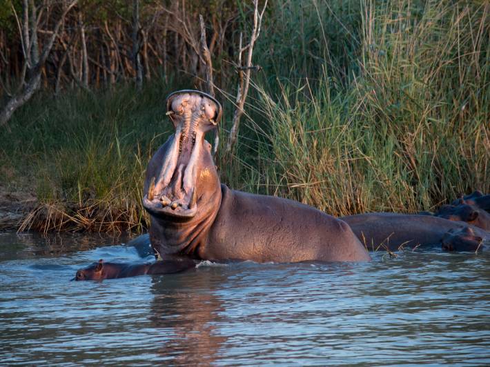 Hippo in St Lucia Wetlands - South Africa - On The Go Tours