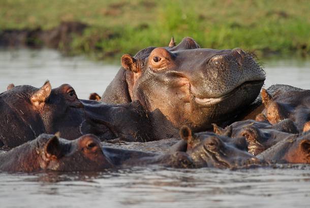 Hippos in Chobe National Park Botswana - On The Go Tours
