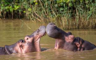 Hippos in iSimangaliso Wetland Park - South Africa