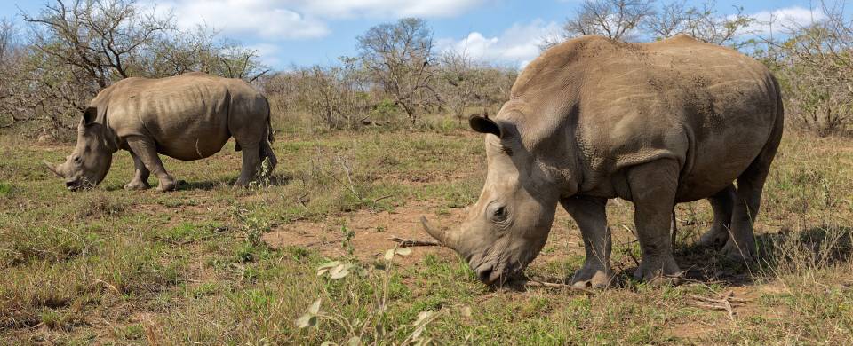 Two rhinos grazing in Hluhluwe National Park