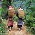 Lush green scenery stretching out to meet towering mountains in Mai Chau