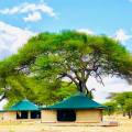 Elephant standing in lush green landscape in Tarangire National Park