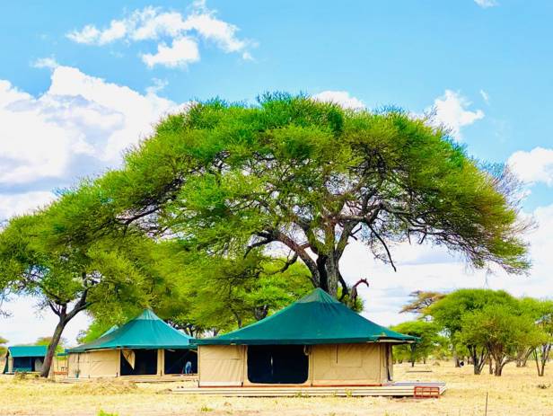 Elephant standing in lush green landscape in Tarangire National Park