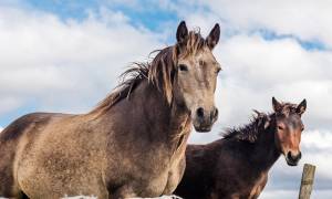 Horses in Connemara National Park - Ireland
