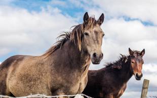 Horses in Connemara National Park - Ireland