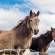 Horses in Connemara National Park | Ireland