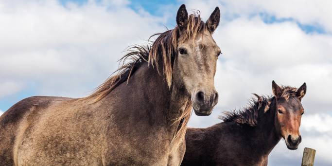 Horses in Connemara National Park | Ireland