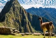 Picture of a llama looking out across to Huayna Picchu in Peru