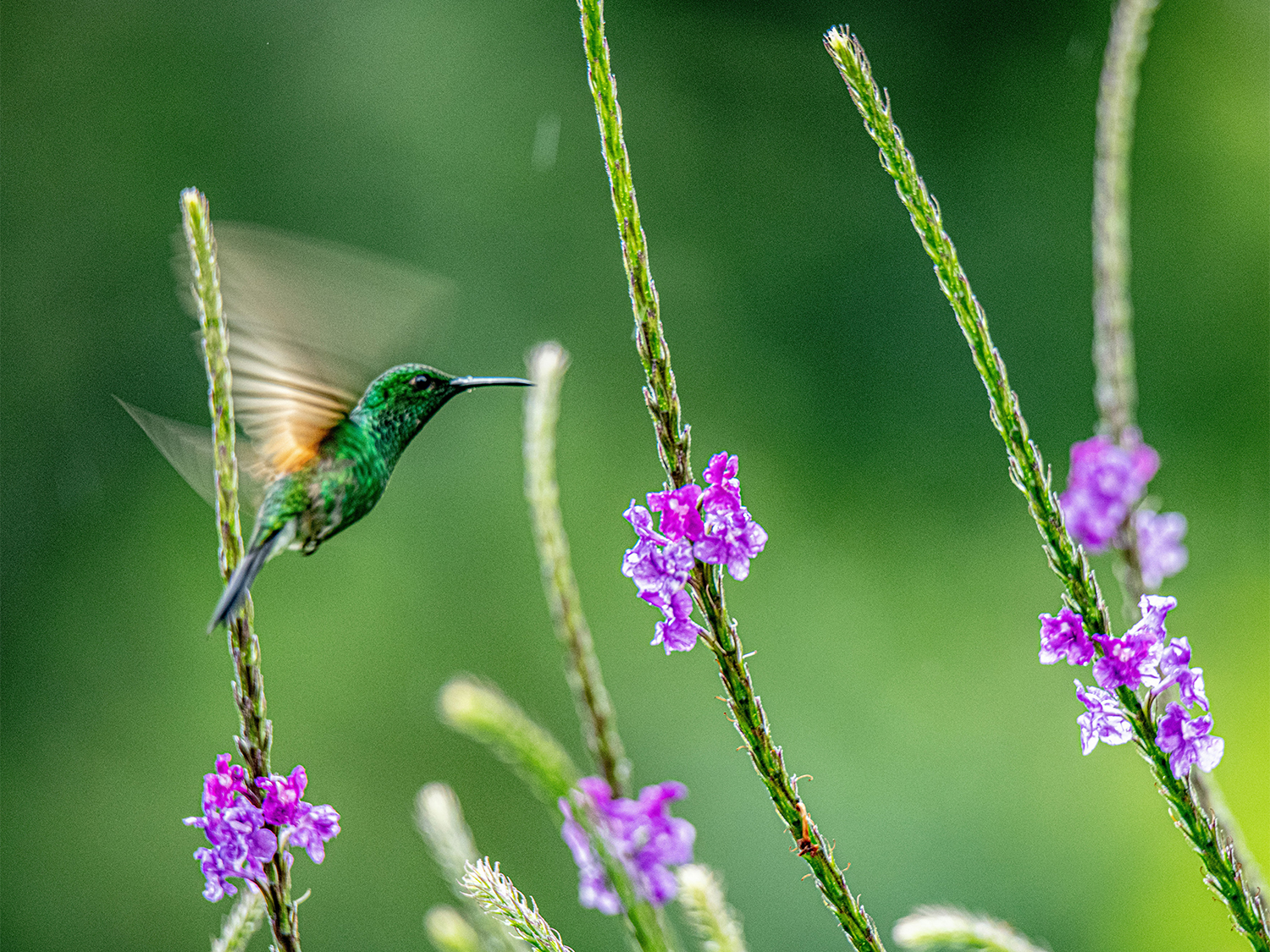 Self Drive Costa Rica - 14 days