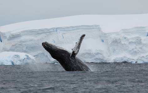 Humpback Whale - Antarctica