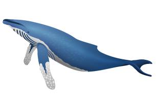 Humpback whale illustration - On The Go Tours