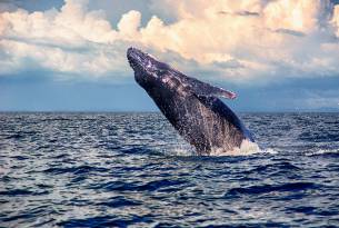 Humpback whale in Costa Rica - Wildlife Guide - On The Go Tours