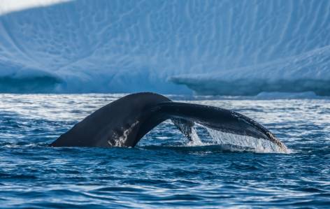 Humpback whale near Ilulissat - Greenland