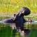 Hungry Hippo Okavango