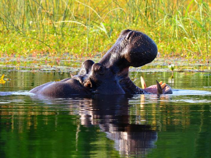 Hungry Hippo Okavango