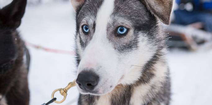 Husky