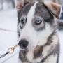 Husky