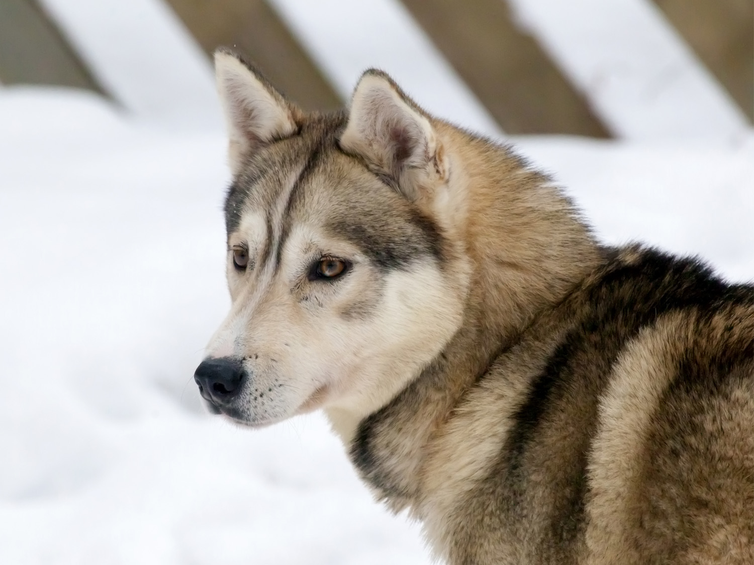 Husky Dog | Lapland | Finland